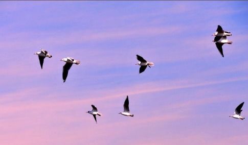 形容小鸟歌声的二字词语，形容小鸟的词语有哪些美句