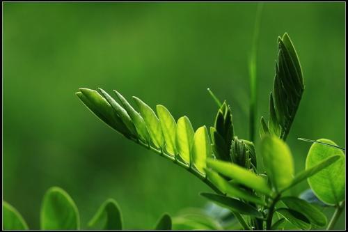 绿草如茵是什么意思