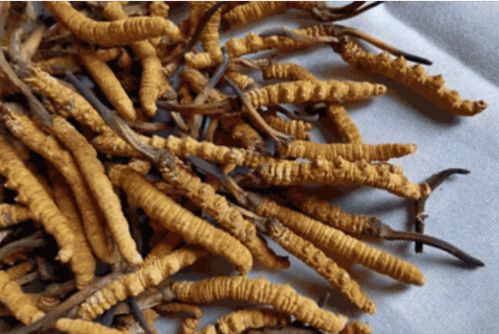 三只虫草简介，三只虫草读后感300字