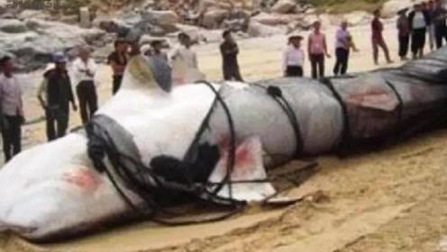 铁蹄下的歌女，铁蹄铮铮