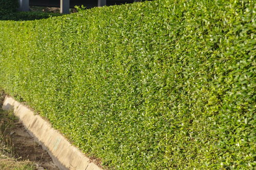 璃的组词和拼音，篱的组词有哪些