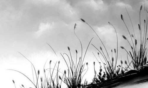 墙头草是什么意思