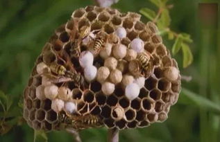 蜜蜂做工音乐教案，蜜蜂做工儿歌歌词