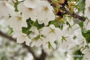 枝间新绿一重重,小蕾深藏数点红。是形容什么季节的海棠?