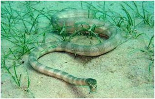 蛇婆记鱼普通话怎么说