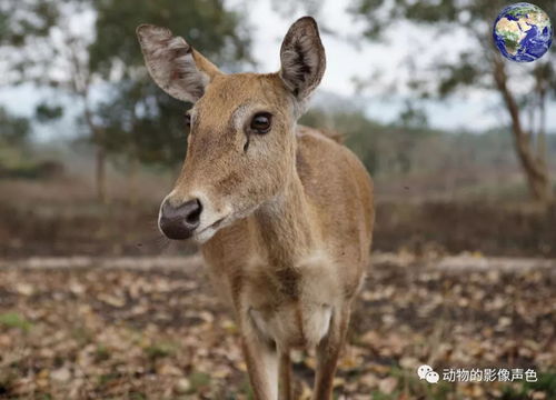 方面大耳打一动物，方面大耳显贵气,风姿绰约俏美人