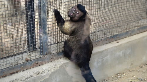 尖嘴猴腮什么意思