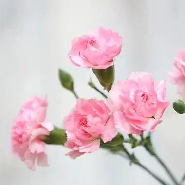 康乃馨的花语文案，蓝色康乃馨的花语