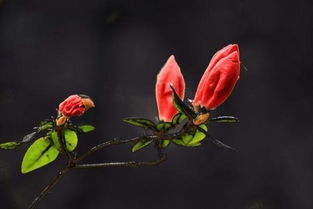 但见悲鸟号古木,雄飞雌从绕林间,又闻子规啼月夜,愁空山.意思_百度知