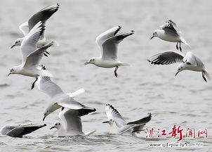 和平共处五项原则