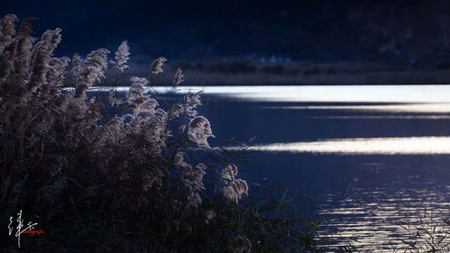 母羊空怀是什么意思?