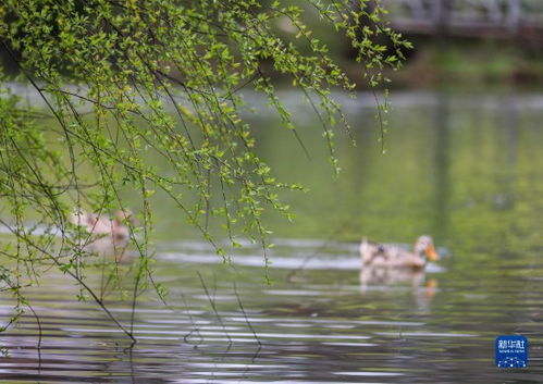 绦的含义是什么