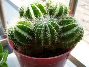 “仙人掌”用英语怎么说