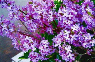 芫花怎么读拼音，芫花别名叫什么