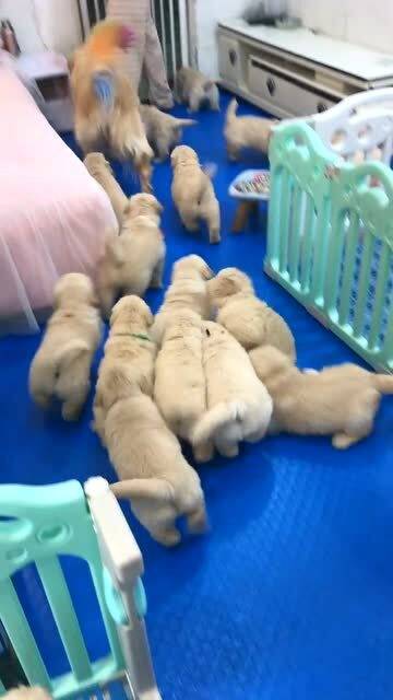 狗宝指的是什么东西?