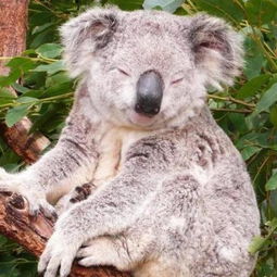 树袋熊是哪个国家的?