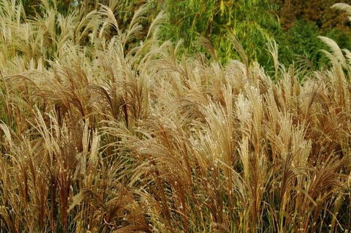 芒草用什么除草剂可根除?