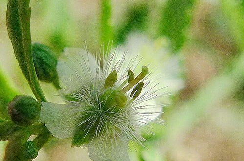 冰糖草的功效与作用及禁忌，冰糖草的功效与作用及禁忌症