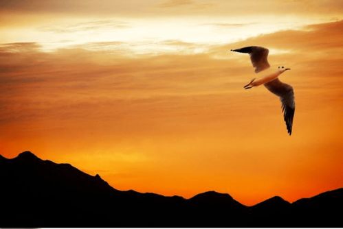 晃的多音字组词和拼音