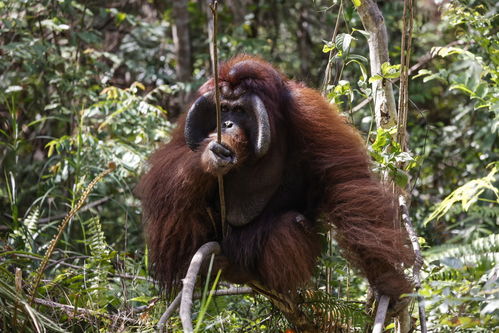 婆罗洲猩猩和苏门答腊猩猩可以繁殖吗，婆罗洲猩猩英文