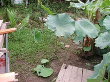 叶柄图片，叶柄是哪个部位图片