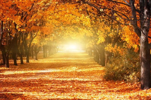 描写秋天的诗句有哪些