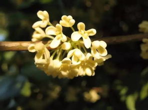 美丽的桂花作文300字三年级