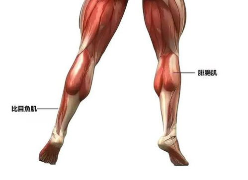 肌肉日记之比目鱼肌