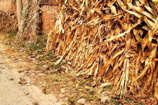 秸秆怎么读音是什么