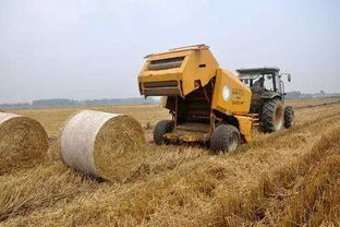 玉米秸秆读音，秸秆读音桔梗