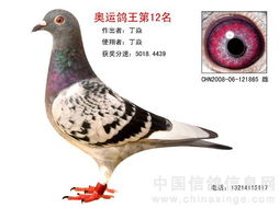 双关鸽王三关鸽王区别