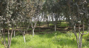 鱼鳞坑图片，鱼鳞坝的作用