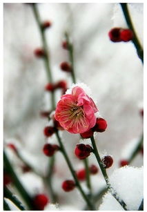 凌寒独自开，凌寒独自开的凌是什么意思