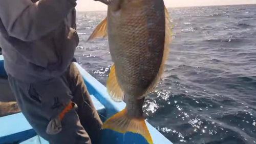 小红鱼吃什么食物