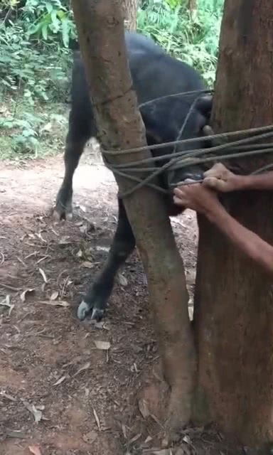 牵牛要牵牛鼻子是什么意思，牛鼻子是什么意思比喻什么样的人