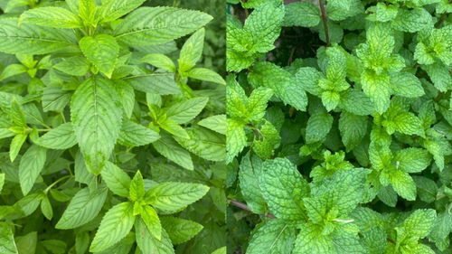 小叶薄荷和薄荷的区别，小叶薄荷的养殖方法