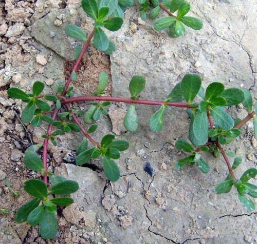 马齿苋的正确读音