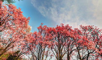 微风中的花朵，微风中鲜艳的花朵在跳舞仿写句子
