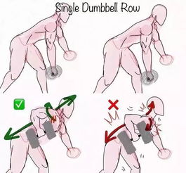 泰迪狗的腰为什么是弓着的