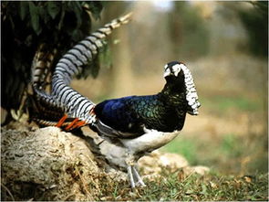 白腹锦鸡的奇怪科普