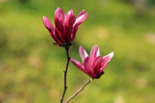 紫玉兰和二乔玉兰区别，紫玉兰花