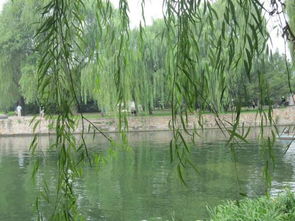 碧玉妆成一树高,万条垂下绿丝绦的意思，咏柳丝绦的意思