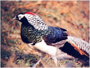 白腹锦鸡叫声，白腹锦鸡和红腹锦鸡