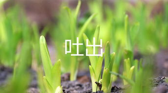 吐蕃读音，吐哺读音