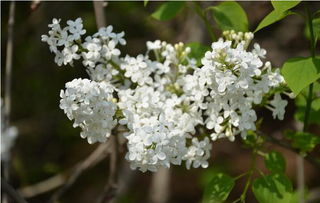 卉的意思是什么