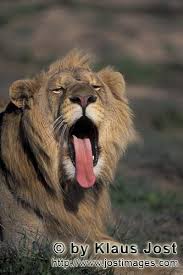 reading widely是什么意思，widely是什么意思啊英语