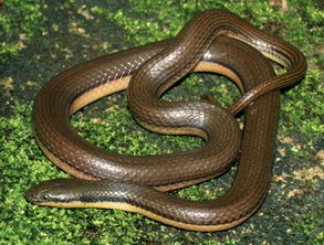 梦见家里到处都是蛇的预兆