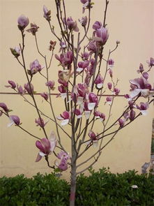 紫玉兰花的资料