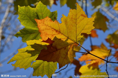 梧桐叶子长什么样子?
