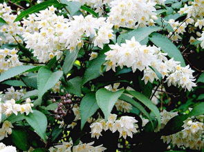 溲疏耐寒多少度